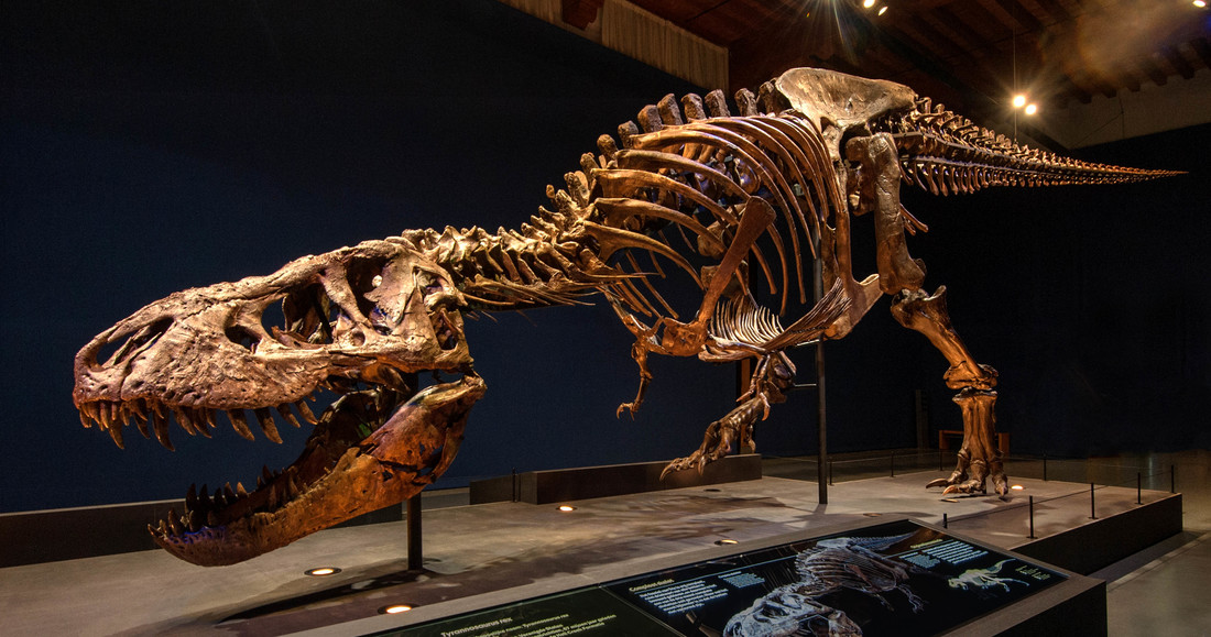 Tyrannosurus rex Trix