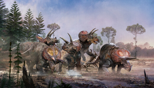 Kudde triceratopsen in natuurlijke leefomgeving